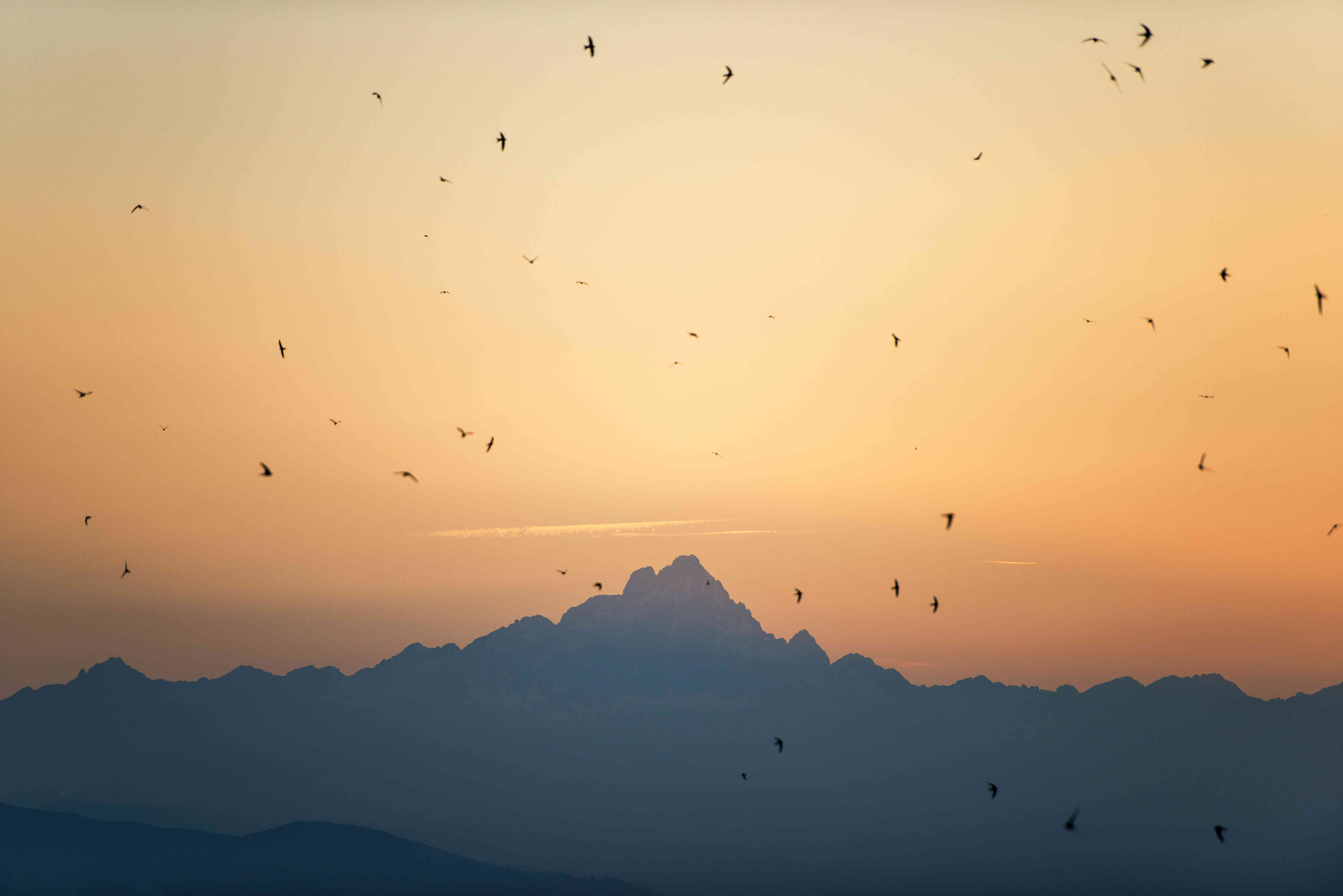 MONVISO UCCELLI