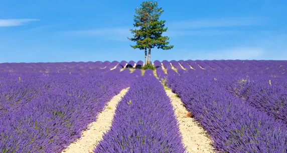Lavender Field With Tree Provence France[1] 