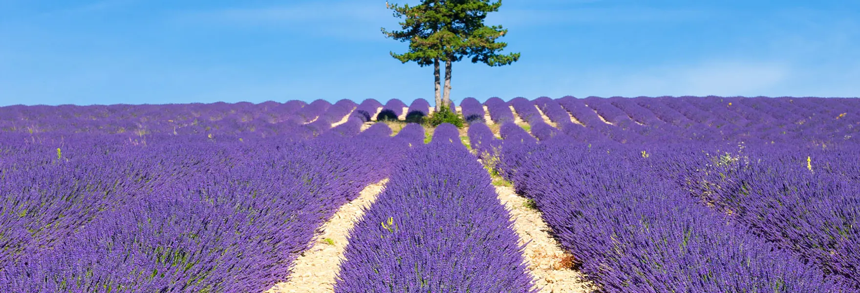 Lavender Field With Tree Provence France[1] 